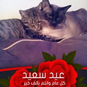 Meet your Posher, Paul